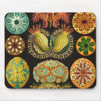 Ernst Haeckel - Ascidiae Detail2 Mousepad