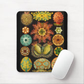 Ernst Haeckel - Ascidiae Mousepad (Mit Mouse)