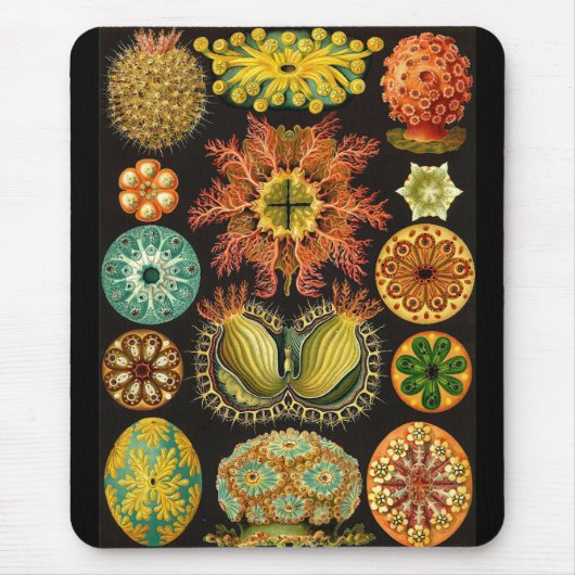 Ernst Haeckel - Ascidiae Mousepad (Vorne)