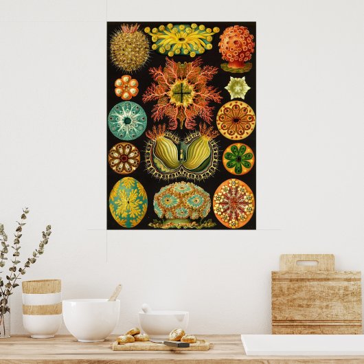 Ernst Haeckel - Ascidiae Poster (Küche)