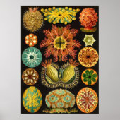 Ernst Haeckel - Ascidiae Poster (Vorne)