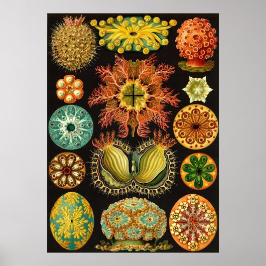Ernst Haeckel - Ascidiae Poster (Vorne)