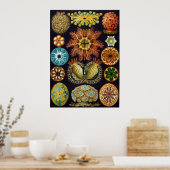 Ernst Haeckel Ascidiae Poster (Küche)