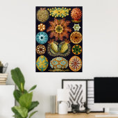 Ernst Haeckel Ascidiae Poster (Heimbüro)