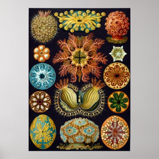 Ernst Haeckel Ascidiae Poster (Vorne)