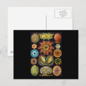 Ernst Haeckel Ascidiae Postkarte (Vorne/Hinten)