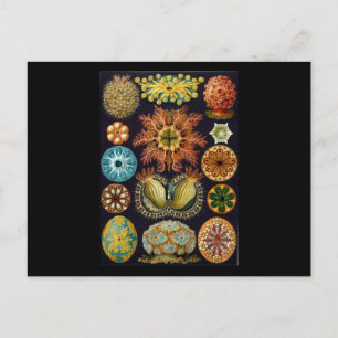 Ernst Haeckel Ascidiae Postkarte