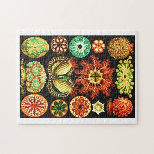 Ernst Haeckel Ascidiae Puzzle (Horizontal)