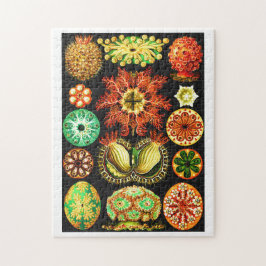 Ernst Haeckel Ascidiae Puzzle