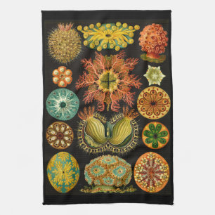 Ernst Haeckel Ascidiae Sea Life Illustration Geschirrtuch