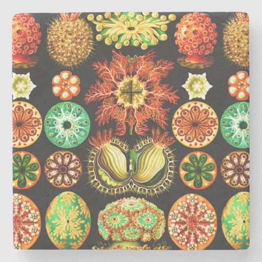 Ernst Haeckel Ascidiae Steinuntersetzer (Vorderseite)