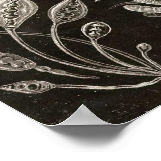 Ernst Haeckel - Ascomycetes Poster (Ecke)