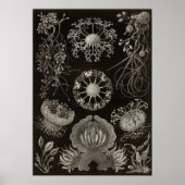 Ernst Haeckel - Ascomycetes Poster (Vorne)