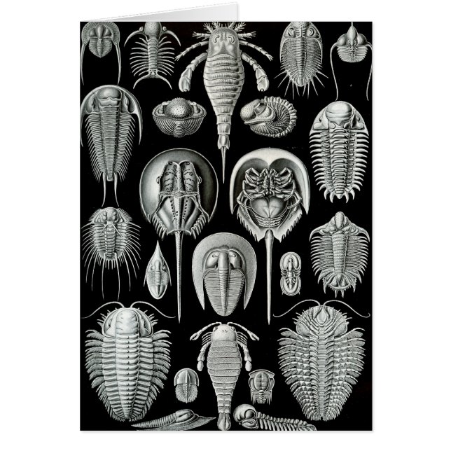 Ernst Haeckel - Aspidonia (Vorne)