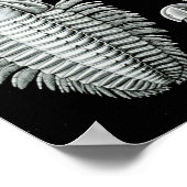 Ernst Haeckel Aspidonia crabs Poster (Ecke)