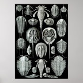 Ernst Haeckel Aspidonia crabs Poster (Vorne)