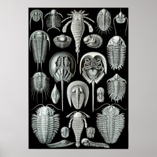 Ernst Haeckel Aspidonia crabs Poster