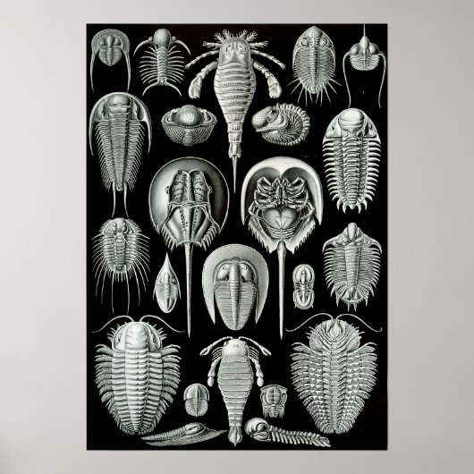Ernst Haeckel Aspidonia crabs Poster (Vorne)