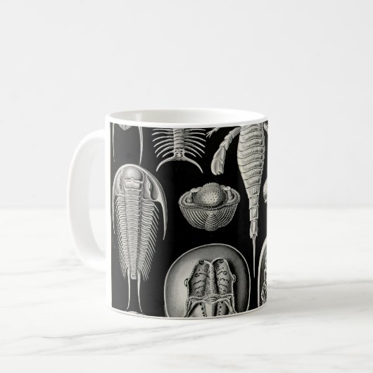 Ernst Haeckel Aspidonia Kaffeetasse (Vorderseite Links)