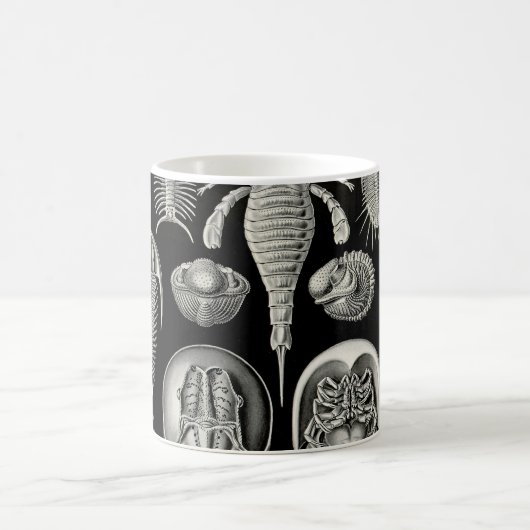 Ernst Haeckel Aspidonia Kaffeetasse (Mittel)