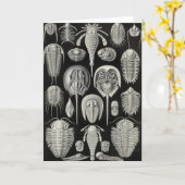 Ernst Haeckel - Aspidonia Karte (Gelbe Blume)