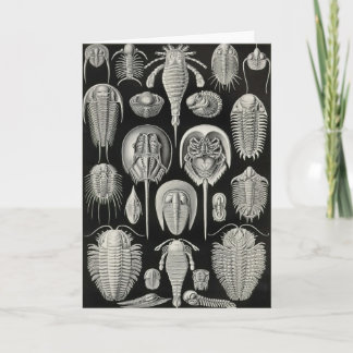 Ernst Haeckel - Aspidonia Karte