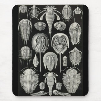 Ernst Haeckel - Aspidonia Mousepad