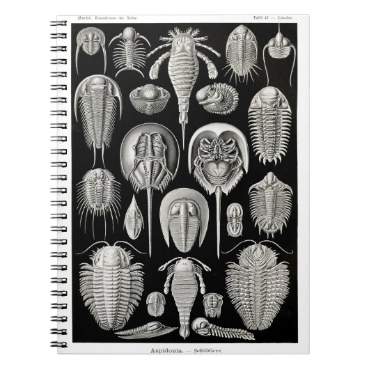 Ernst Haeckel Aspidonia Notizblock (Vorderseite)