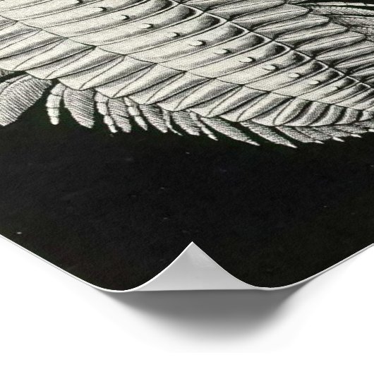 Ernst Haeckel - Aspidonia Poster (Ecke)