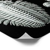 Ernst Haeckel - Aspidonia Poster (Ecke)
