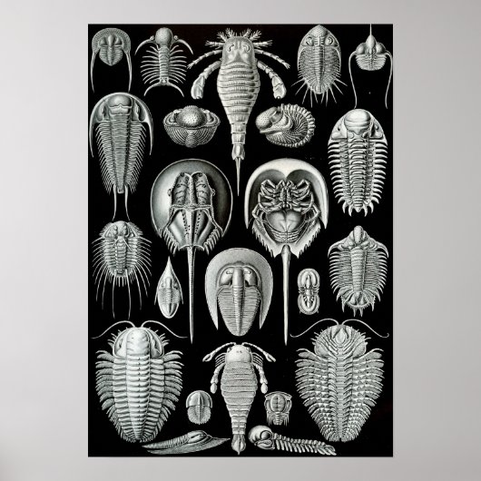 Ernst Haeckel - Aspidonia Poster (Vorne)