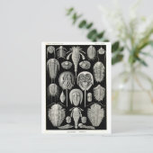 Ernst Haeckel Aspidonia Postkarte (Stehend Vorderseite)