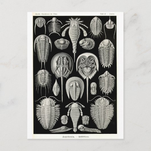 Ernst Haeckel Aspidonia Postkarte (Vorderseite)