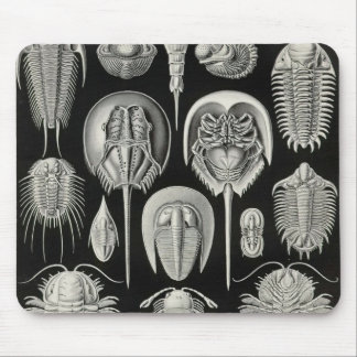 Ernst Haeckel - Aspidonia Sonderkommando Mousepad