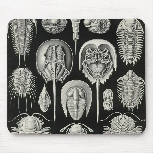 Ernst Haeckel - Aspidonia Sonderkommando Mousepad (Vorne)
