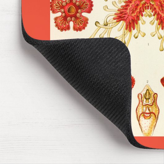 Ernst Haeckel Asteridea Mousepad (Ecke)