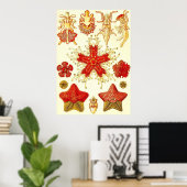 Ernst Haeckel - Asteridea Poster (Heimbüro)
