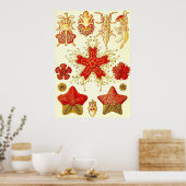 Ernst Haeckel - Asteridea Poster (Küche)