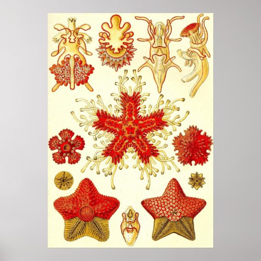 Ernst Haeckel - Asteridea Poster (Vorne)