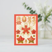 Ernst Haeckel Asteridea Postkarte (Stehend Vorderseite)