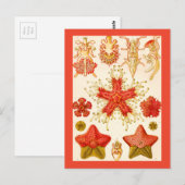 Ernst Haeckel Asteridea Postkarte (Vorne/Hinten)