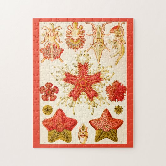 Ernst Haeckel Asteridea Puzzle (Vertikal)