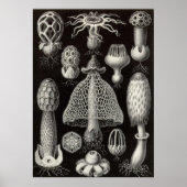 Ernst Haeckel - Basimycetes Mushrooms Poster (Vorne)