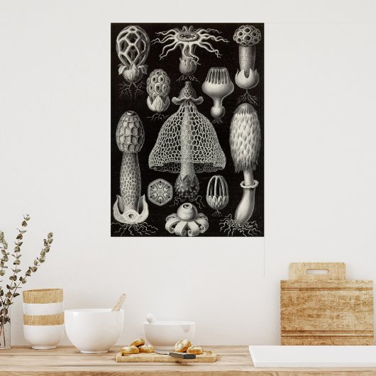 Ernst Haeckel - Basimycetes Mushrooms Poster (Küche)