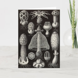 Ernst Haeckel - Basimycetes Pilze Karte