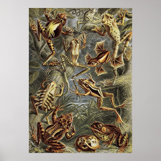 Ernst Haeckel - Batrachia Frogs Poster (Vorne)