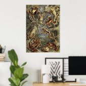 Ernst Haeckel - Batrachia Frogs Poster (Heimbüro)