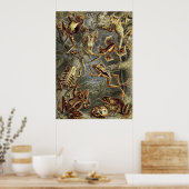 Ernst Haeckel - Batrachia Frogs Poster (Küche)