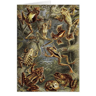 Ernst Haeckel - Batrachia-Frösche