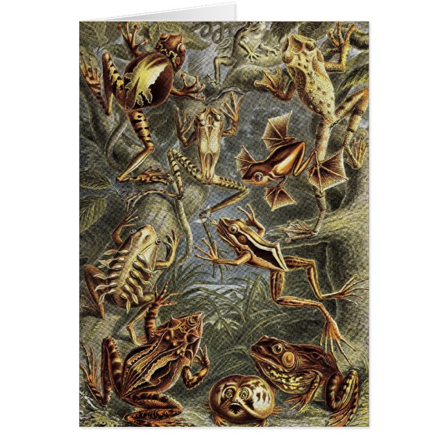 Ernst Haeckel - Batrachia-Frösche (Vorne)